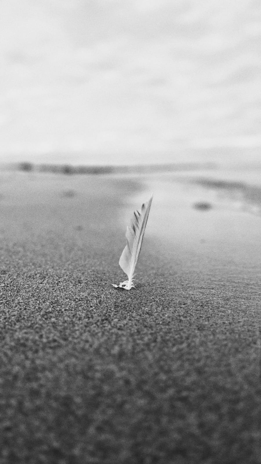 Schwarz-Weiß-Fotografie einer einzelnen hellen Feder, die aufrecht im feuchten Sand am Strand steht; Meer und Horizont sind unscharf im Hintergrund.