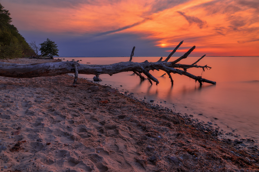 Großer verwitterter Baumstamm am Sandstrand, dessen Äste ins ruhige Meer ragen, vor leuchtend orangefarbenem Sonnenuntergang.
