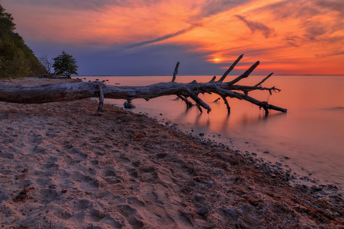 Großer verwitterter Baumstamm am Sandstrand, dessen Äste ins ruhige Meer ragen, vor leuchtend orangefarbenem Sonnenuntergang.