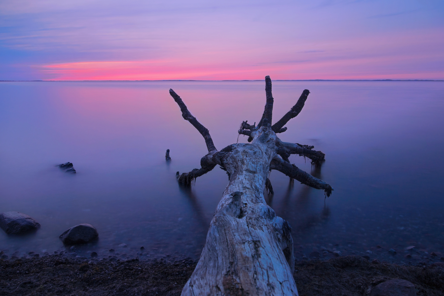 Verwitterter Baumstamm im ruhigen Wasser bei Langzeitbelichtung vor rosa-violettem Abendhimmel.