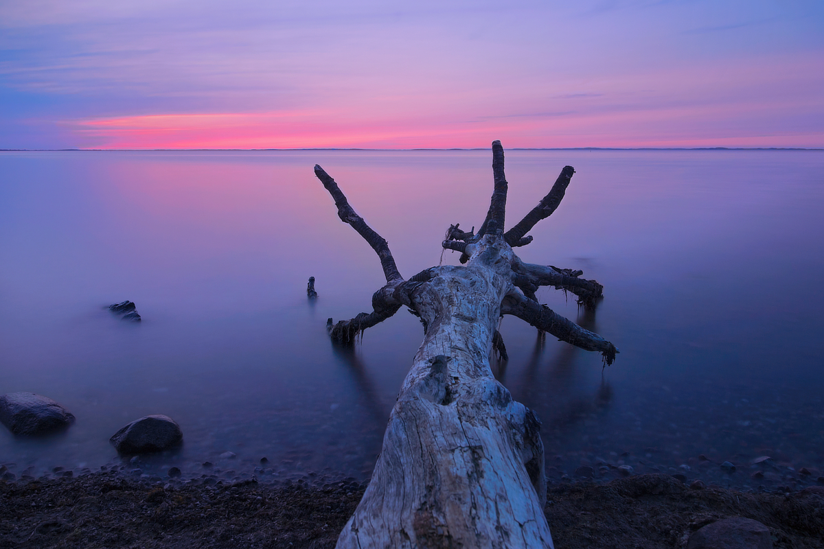 Verwitterter Baumstamm im ruhigen Wasser bei Langzeitbelichtung vor rosa-violettem Abendhimmel.